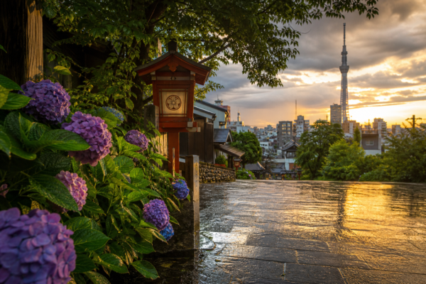 Tokyo in Rainy Season 2026: What First-Timers Need to Know Before They Go - Ryu Journal travel guide visual