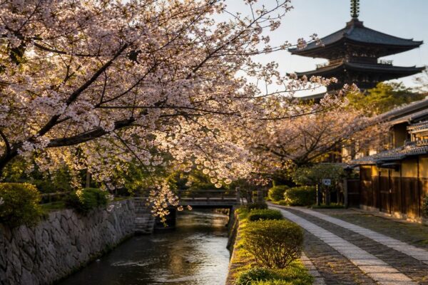 Kyoto Cherry Blossom 2026: First-Timer's Guide to the Best Hanami Spots (With Peak Bloom Dates & Early Booking Tips) - Ryu Journal travel guide visual
