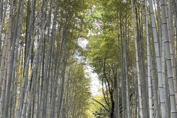 The tall bamboo of the Arashiyama Bamboo Grove path in Kyoto with a few visitors in the distance