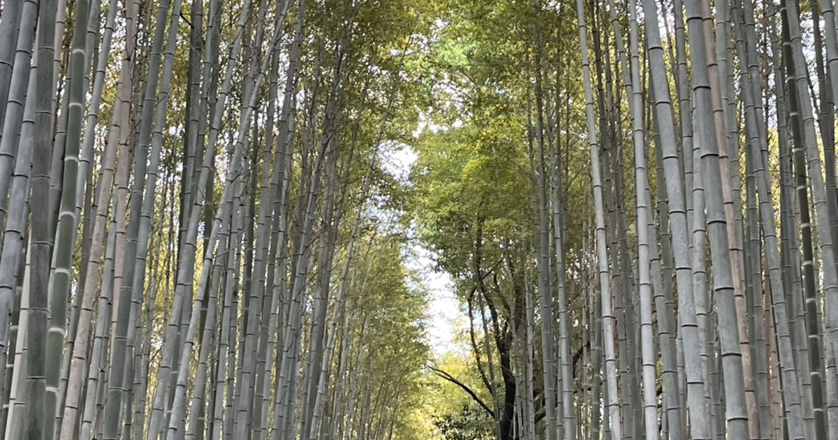 The tall bamboo of the Arashiyama Bamboo Grove path in Kyoto with a few visitors in the distance
