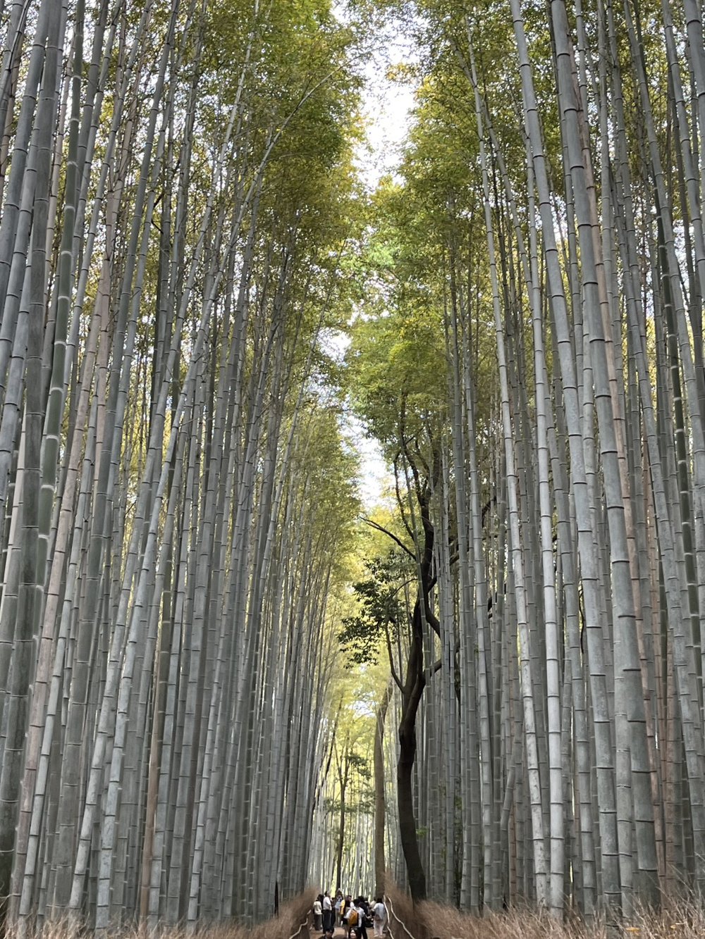 The tall bamboo of the Arashiyama Bamboo Grove path in Kyoto with a few visitors in the distance