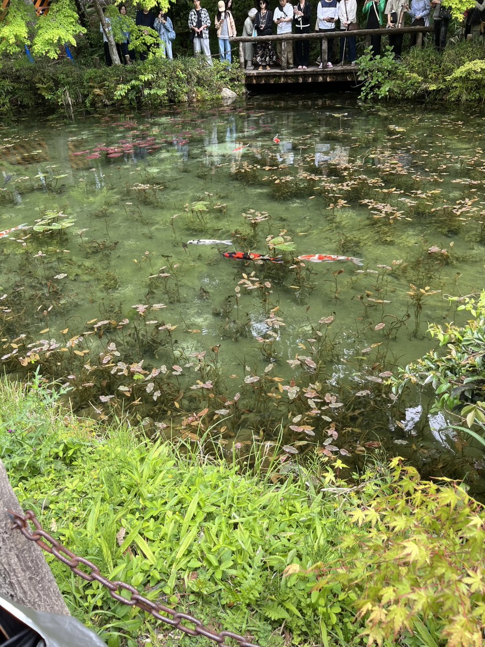 Visitors photographing the clear water of Monet Pond from the wooden bridge at Nemichi Shrine in Seki Gifu Japan