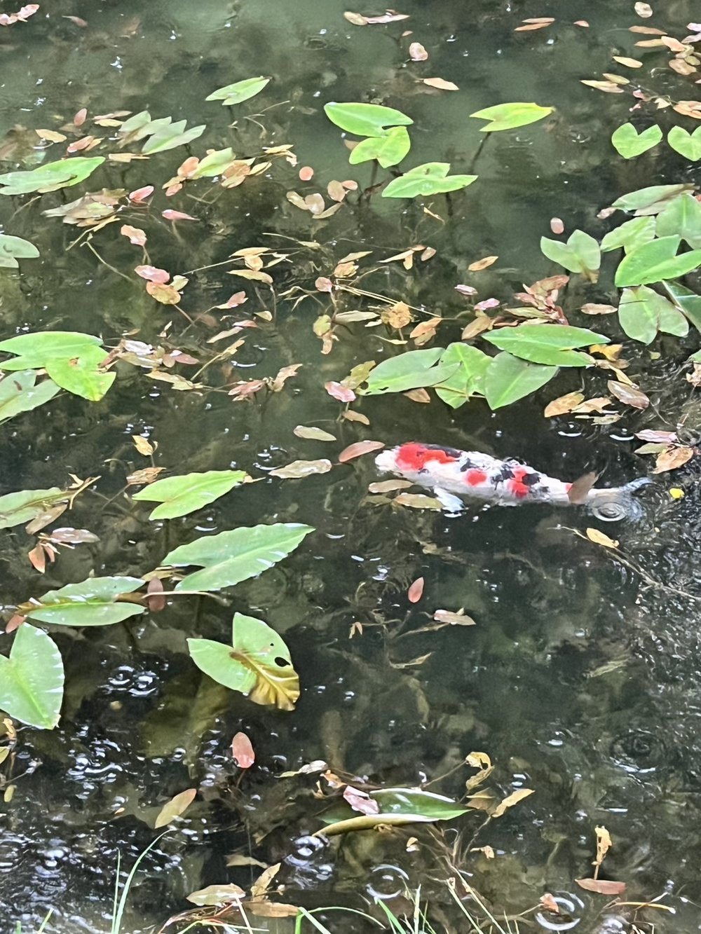 A red and white koi in the clear water of Monet Pond in Gifu with raindrops rippling the surface
