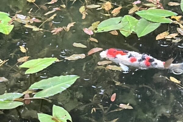 A red and white koi in the clear water of Monet Pond in Gifu with raindrops rippling the surface