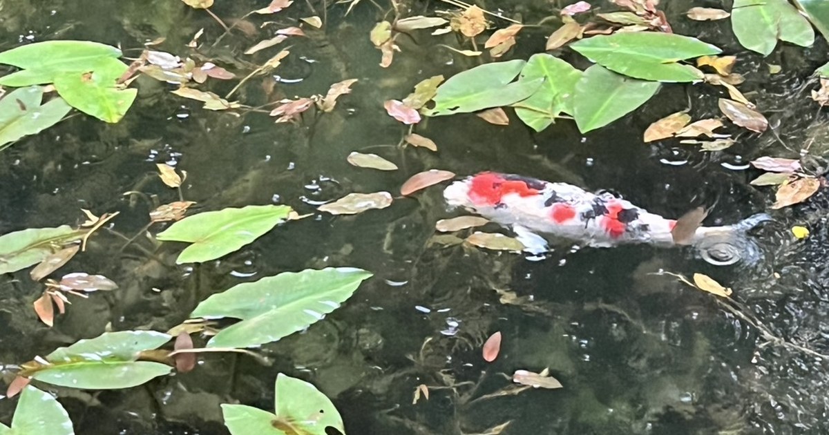 A red and white koi in the clear water of Monet Pond in Gifu with raindrops rippling the surface